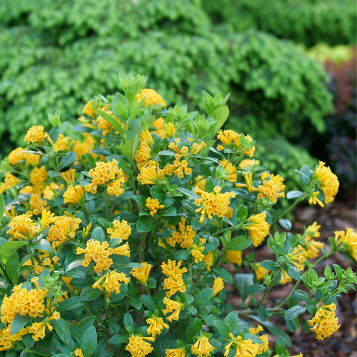 Juiced® Orange Jessamine (Cestrum corymbosum)