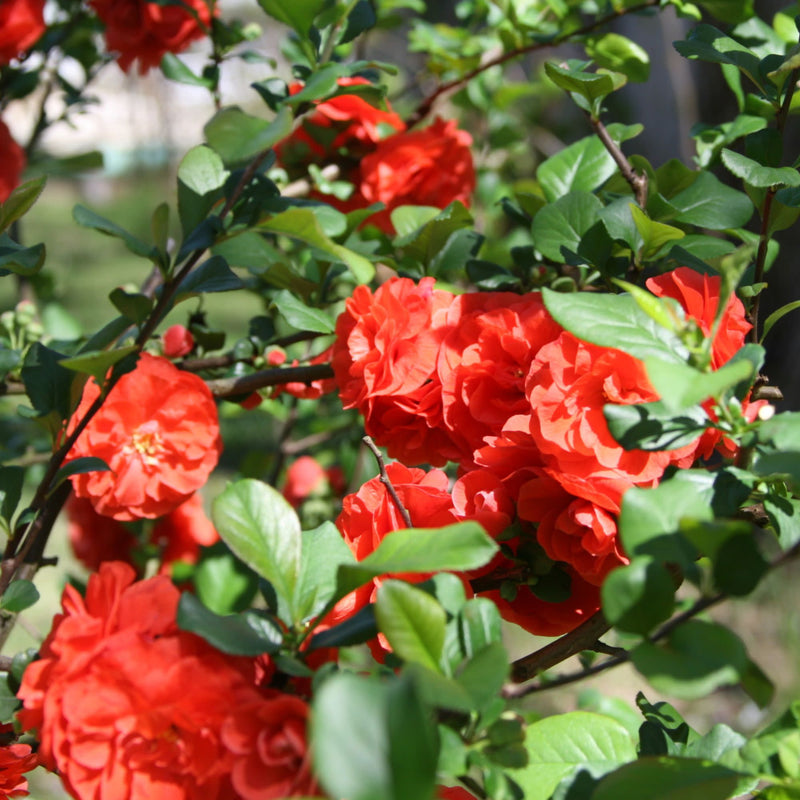 Quince | Double Take® Orange | Proven Winners® Shrubs – Proven