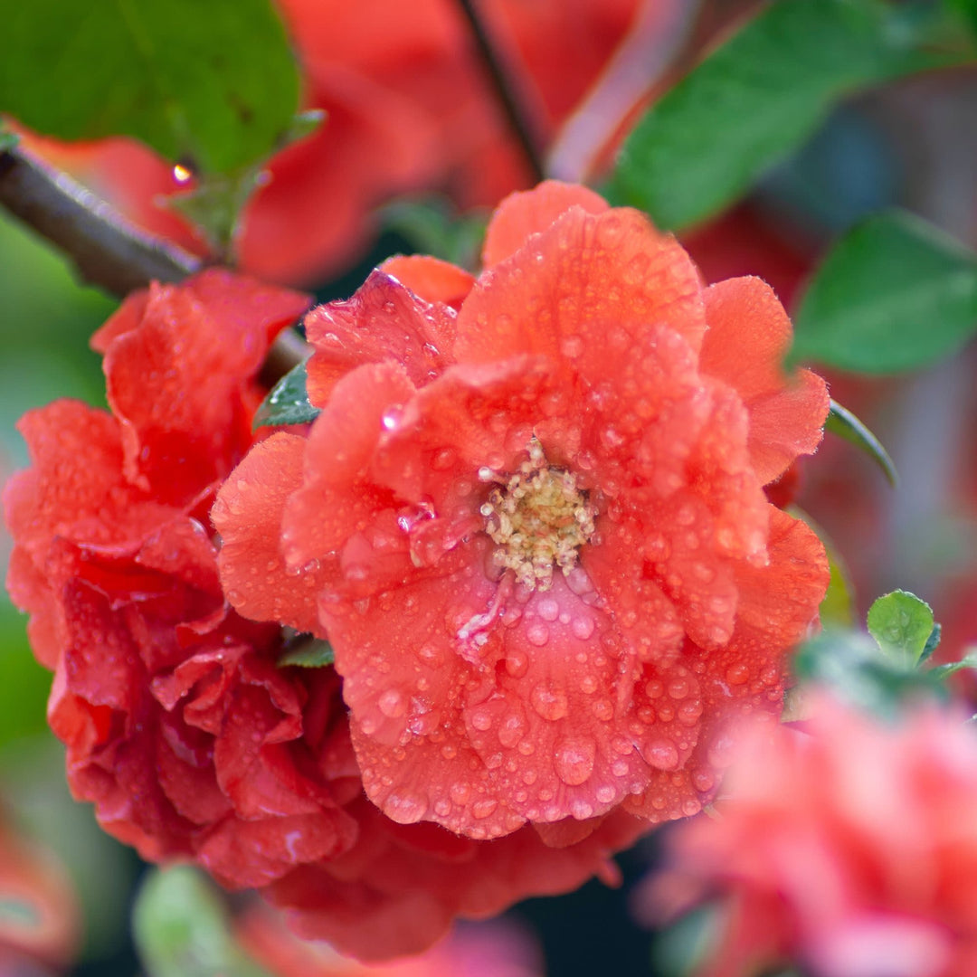 Double Take® Orange Quince (Chaenomeles speciosa)
