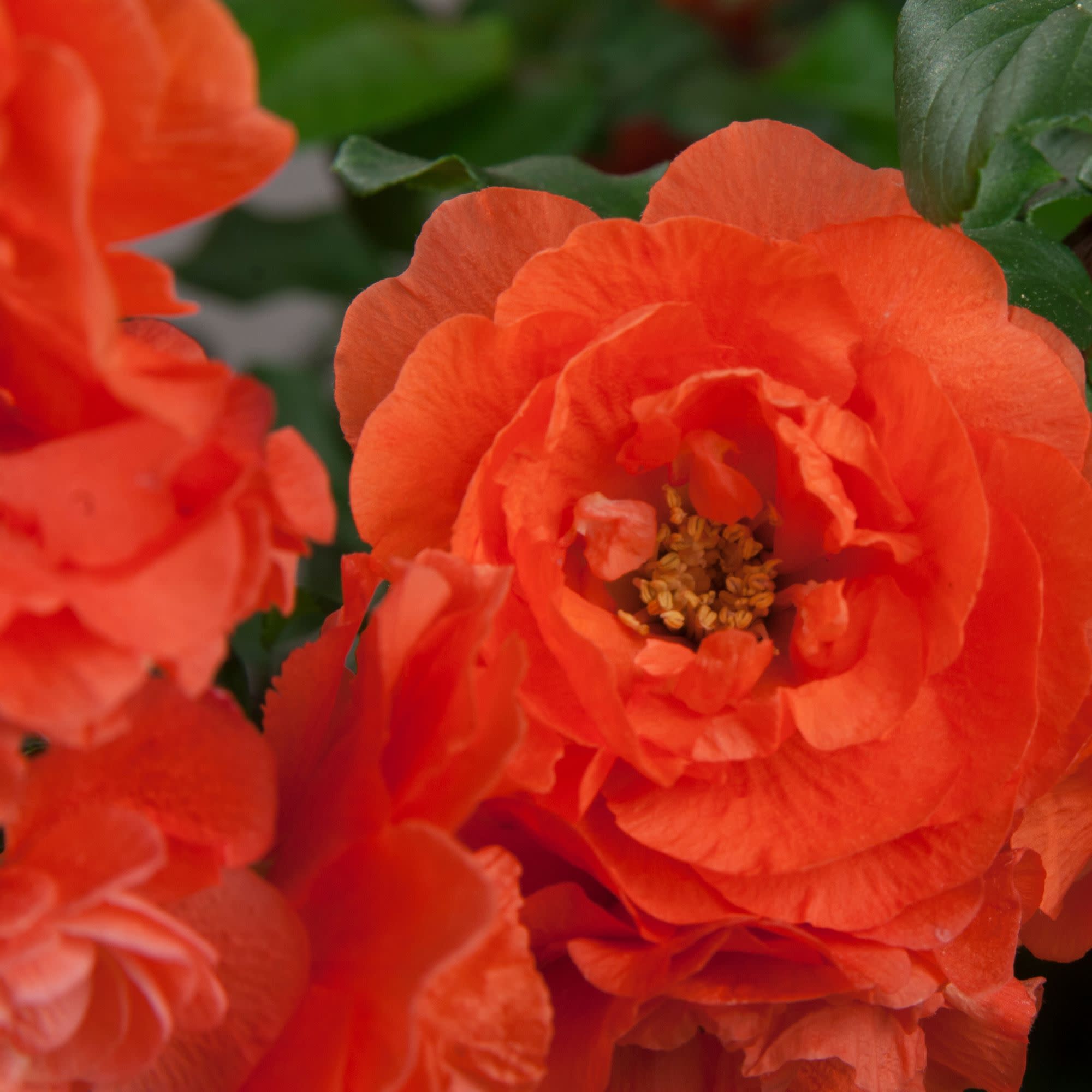 Quince | Double Take® Orange | Proven Winners® Shrubs – Proven