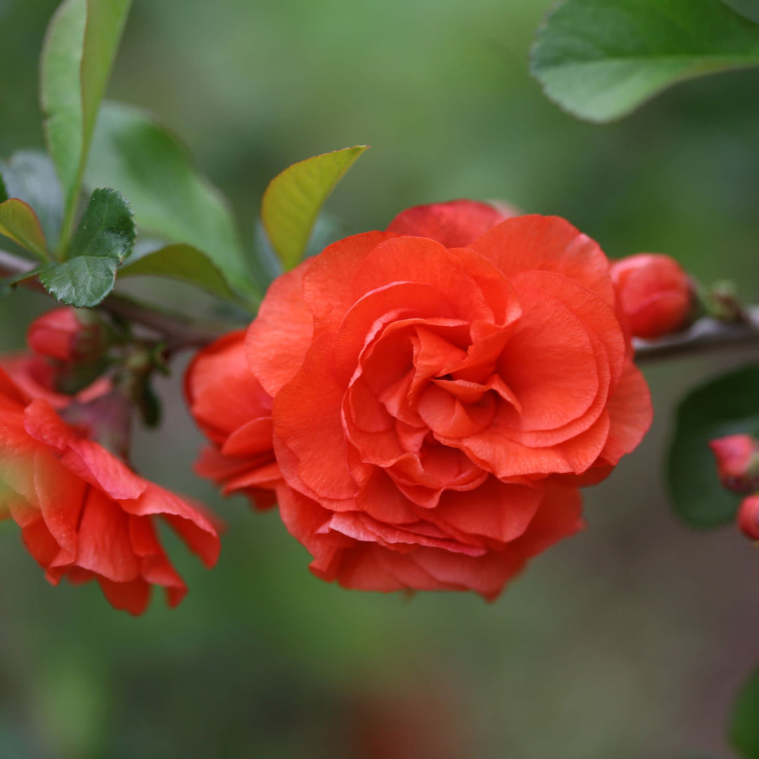 Double Take® Orange Quince (Chaenomeles speciosa)
