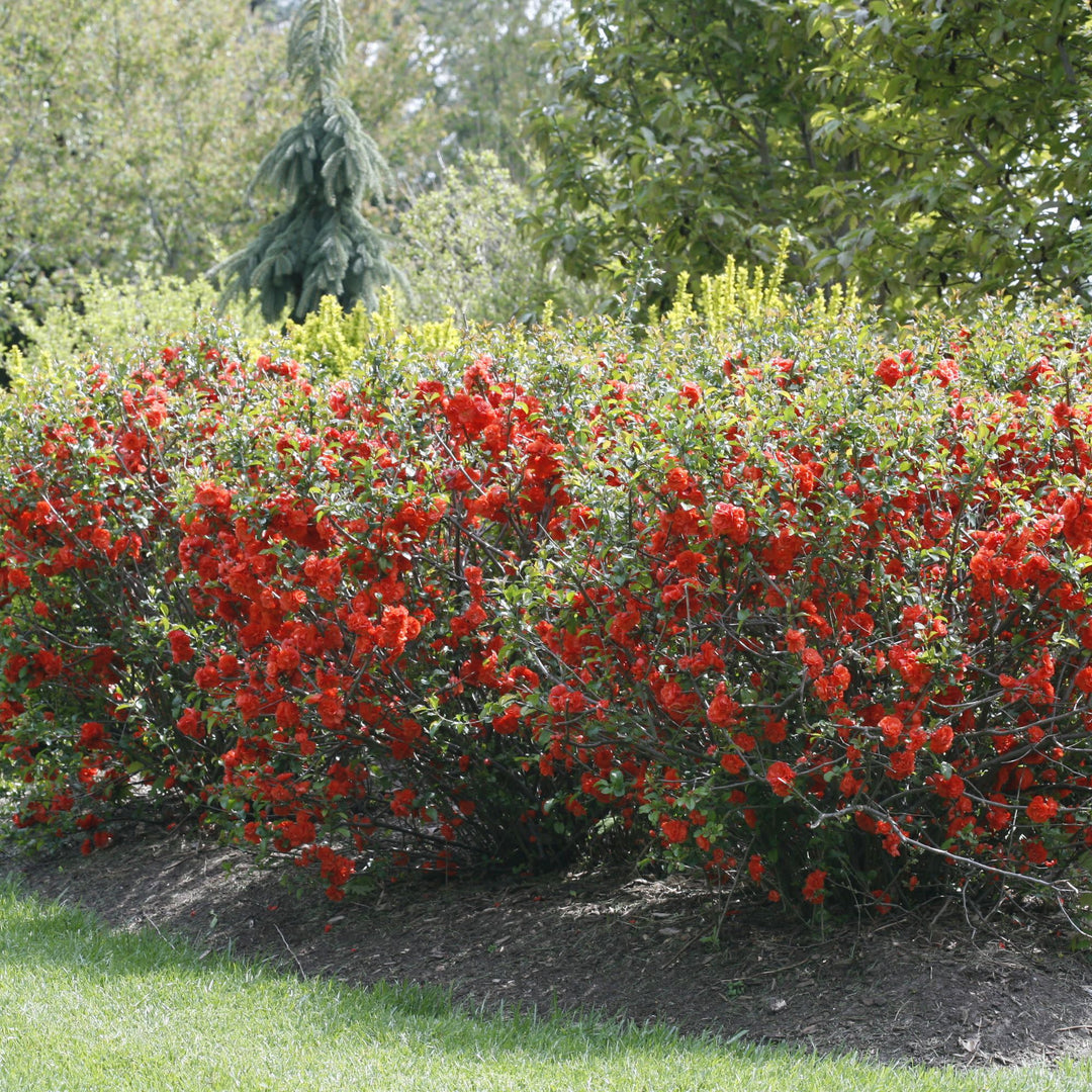 Double Take® Orange Quince (Chaenomeles speciosa)