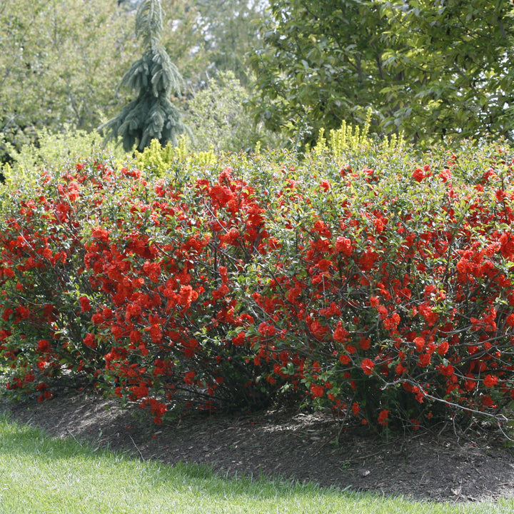 Double Take® Orange Quince (Chaenomeles speciosa)