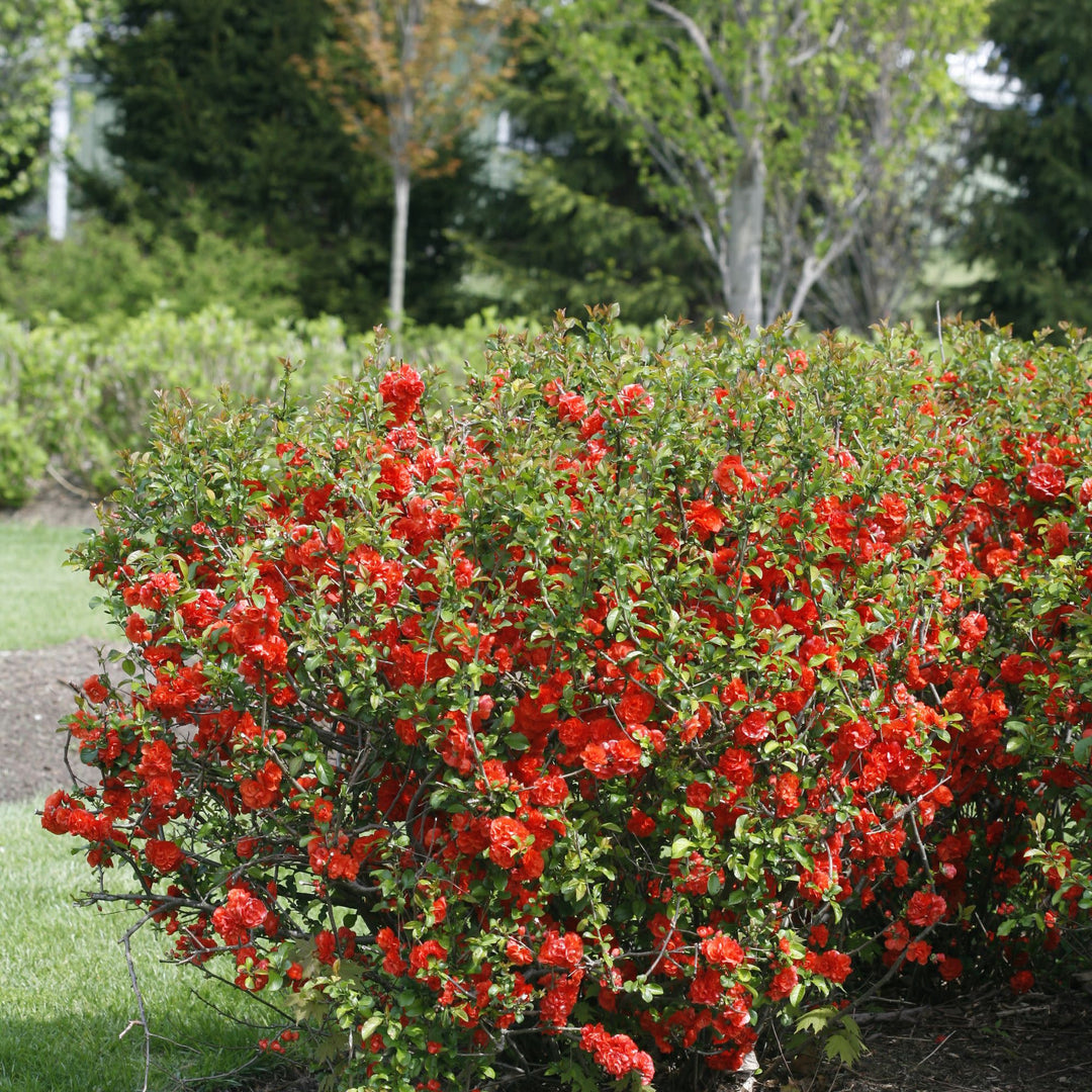 Double Take® Orange Quince (Chaenomeles speciosa)