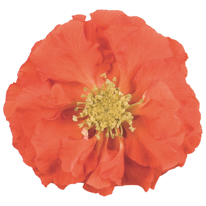 Quince | Double Take® Orange | Proven Winners® Shrubs – Proven
