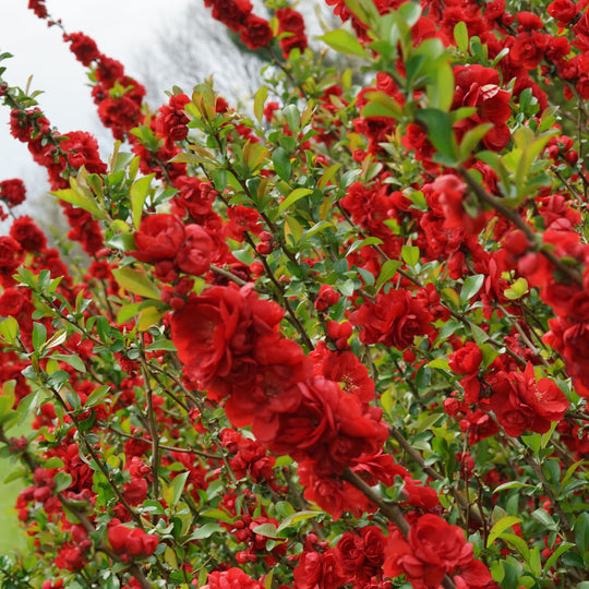 Double Take® Scarlet Quince (Chaenomeles speciosa)
