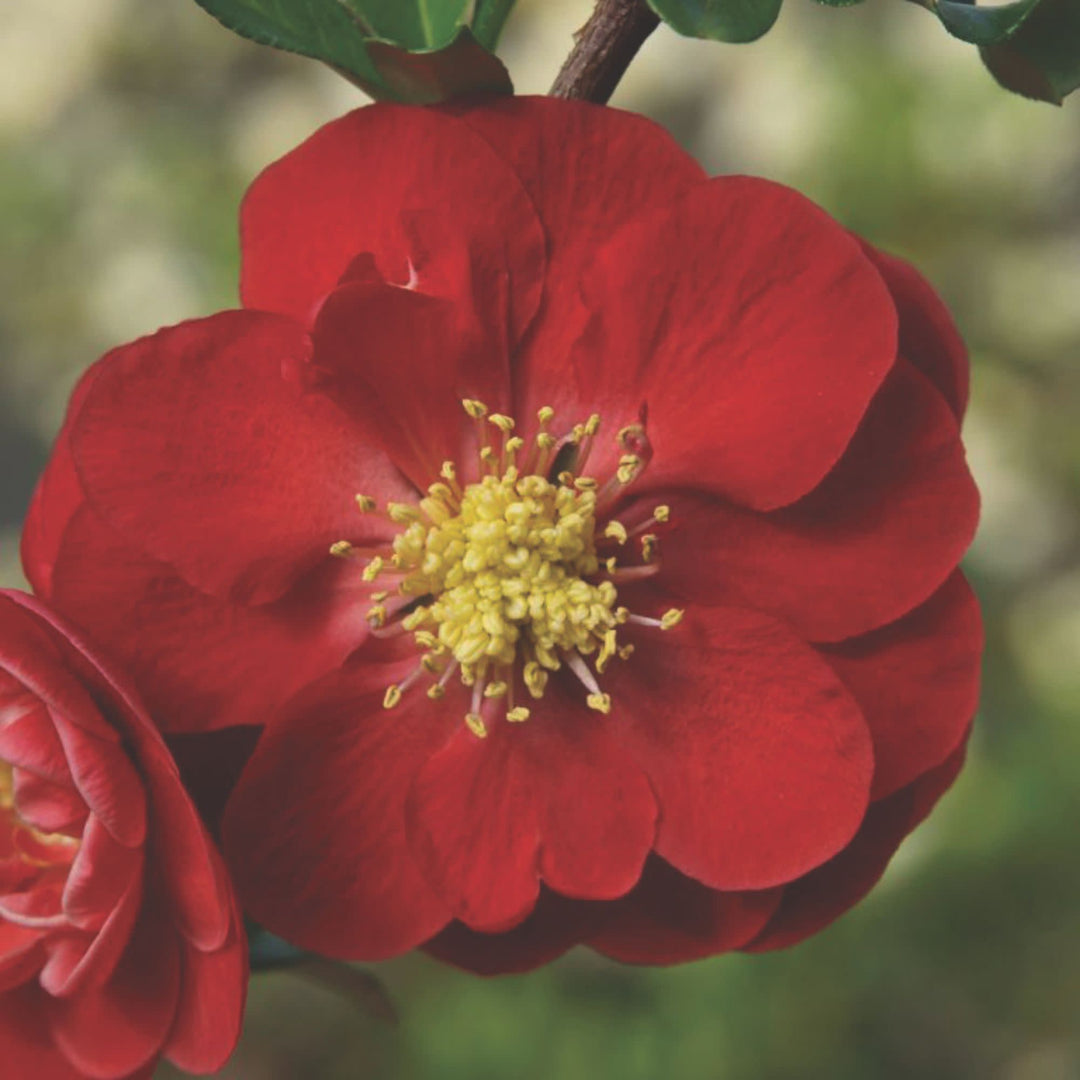 Double Take® Scarlet Quince (Chaenomeles speciosa)