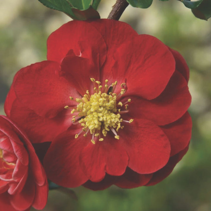 Double Take® Scarlet Quince (Chaenomeles speciosa)