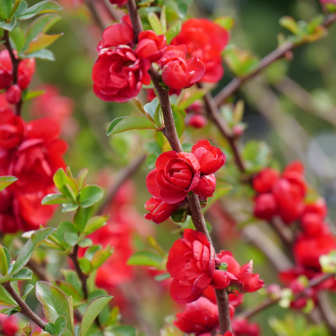 Double Take® Scarlet Quince (Chaenomeles speciosa)