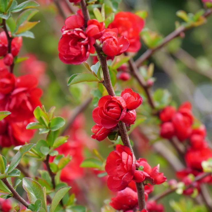 Double Take® Scarlet Quince (Chaenomeles speciosa)