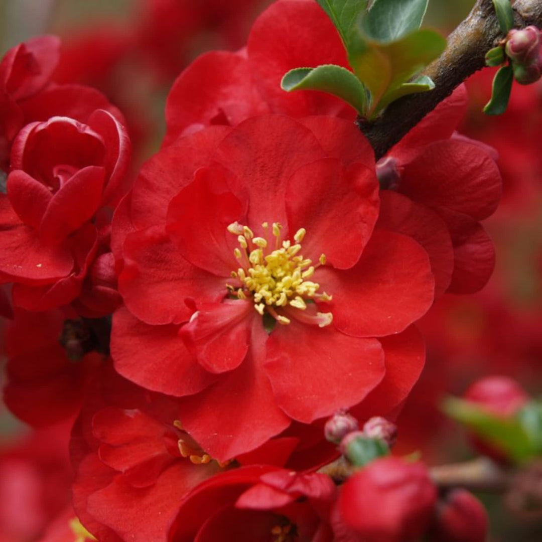 Double Take® Scarlet Quince (Chaenomeles speciosa)