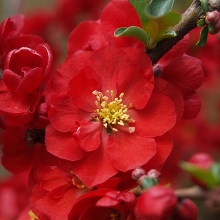 Double Take® Scarlet Quince (Chaenomeles speciosa)