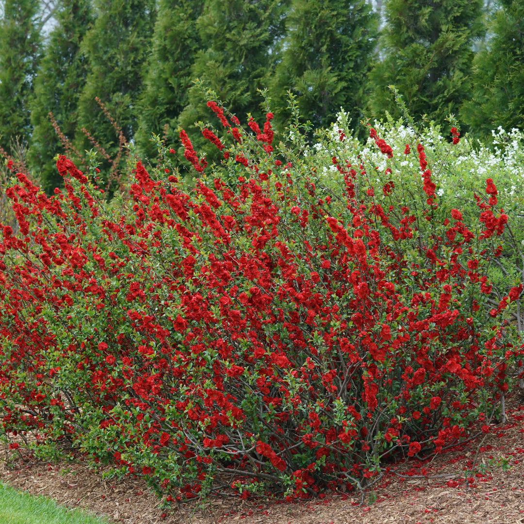 Double Take® Scarlet Quince (Chaenomeles speciosa)