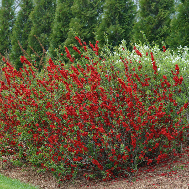 Double Take® Scarlet Quince (Chaenomeles speciosa)