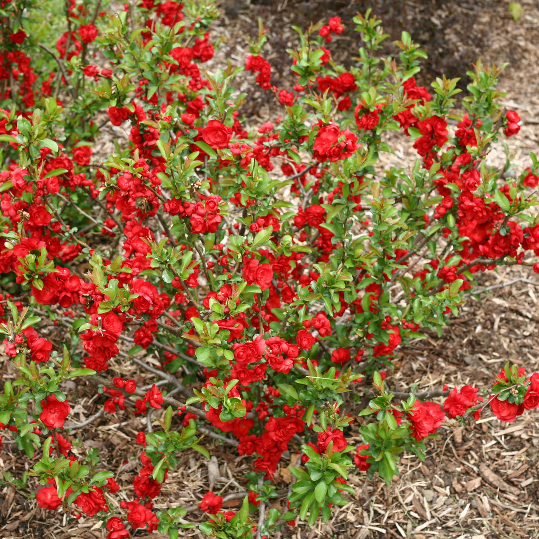 Double Take® Scarlet Quince (Chaenomeles speciosa)