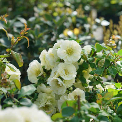 Double Take Eternal White Quince up close.