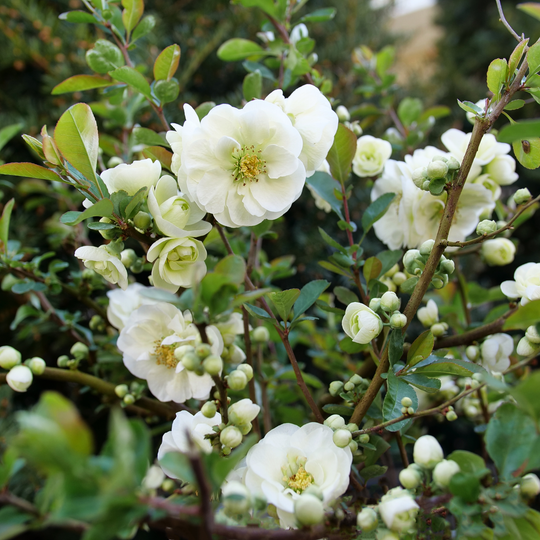 Double Take Eternal White® Quince (Chaenomeles speciosa)