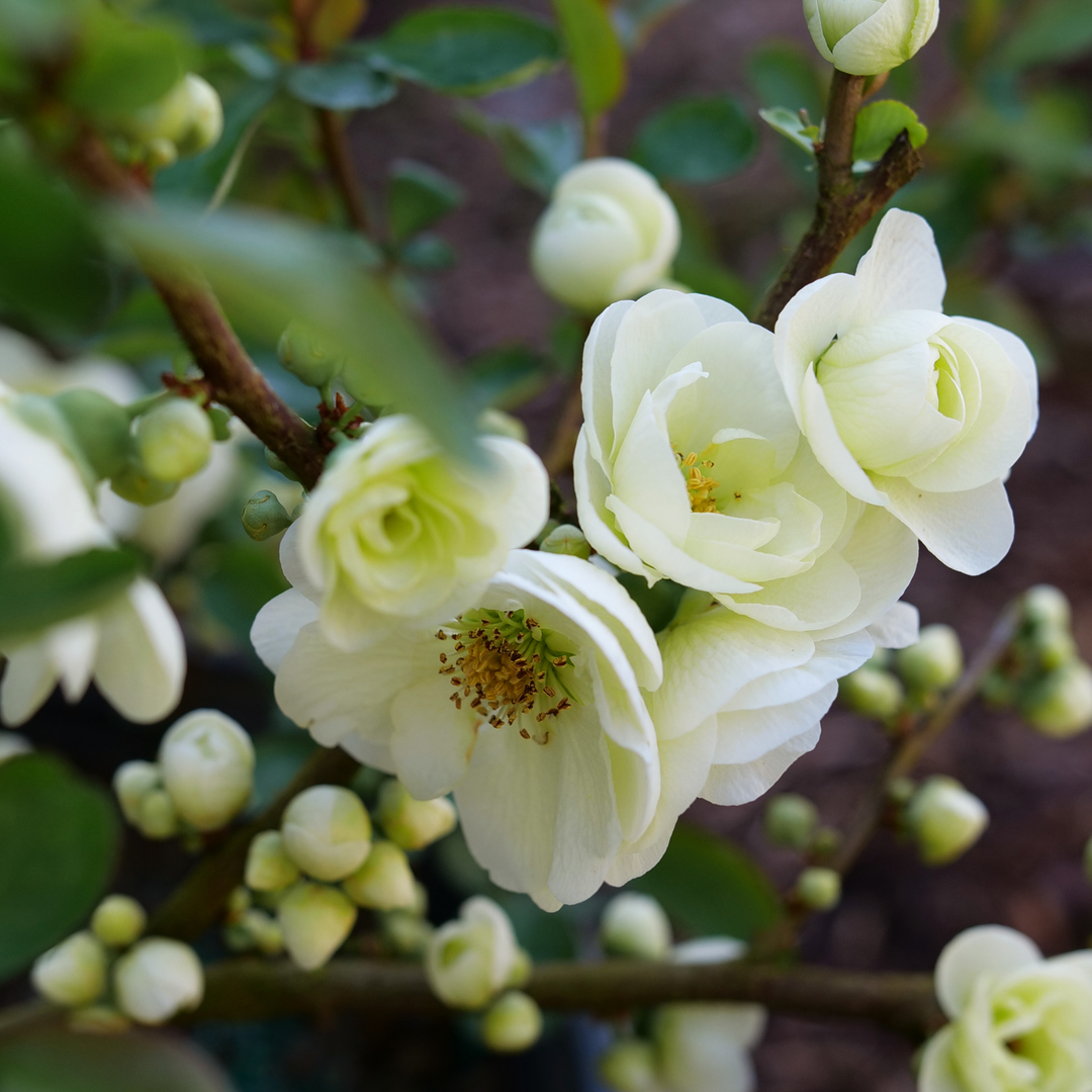 Double Take Eternal White® Quince (Chaenomeles speciosa)