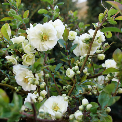 Double Take Eternal White Quince up close.