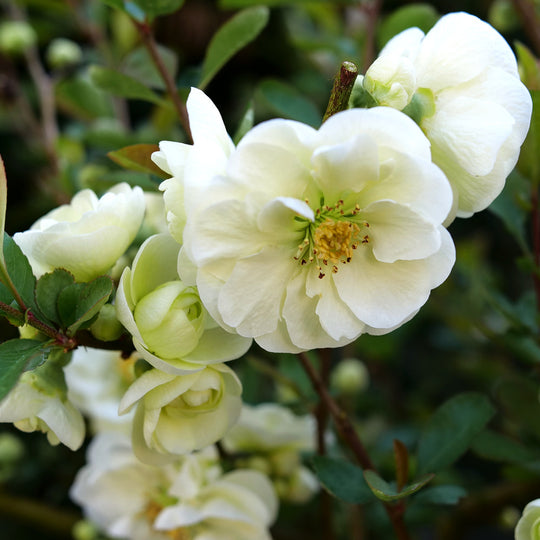 Double Take Eternal White® Quince (Chaenomeles speciosa)
