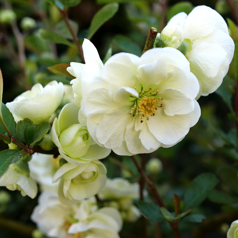 Double Take Eternal White Quince up close.