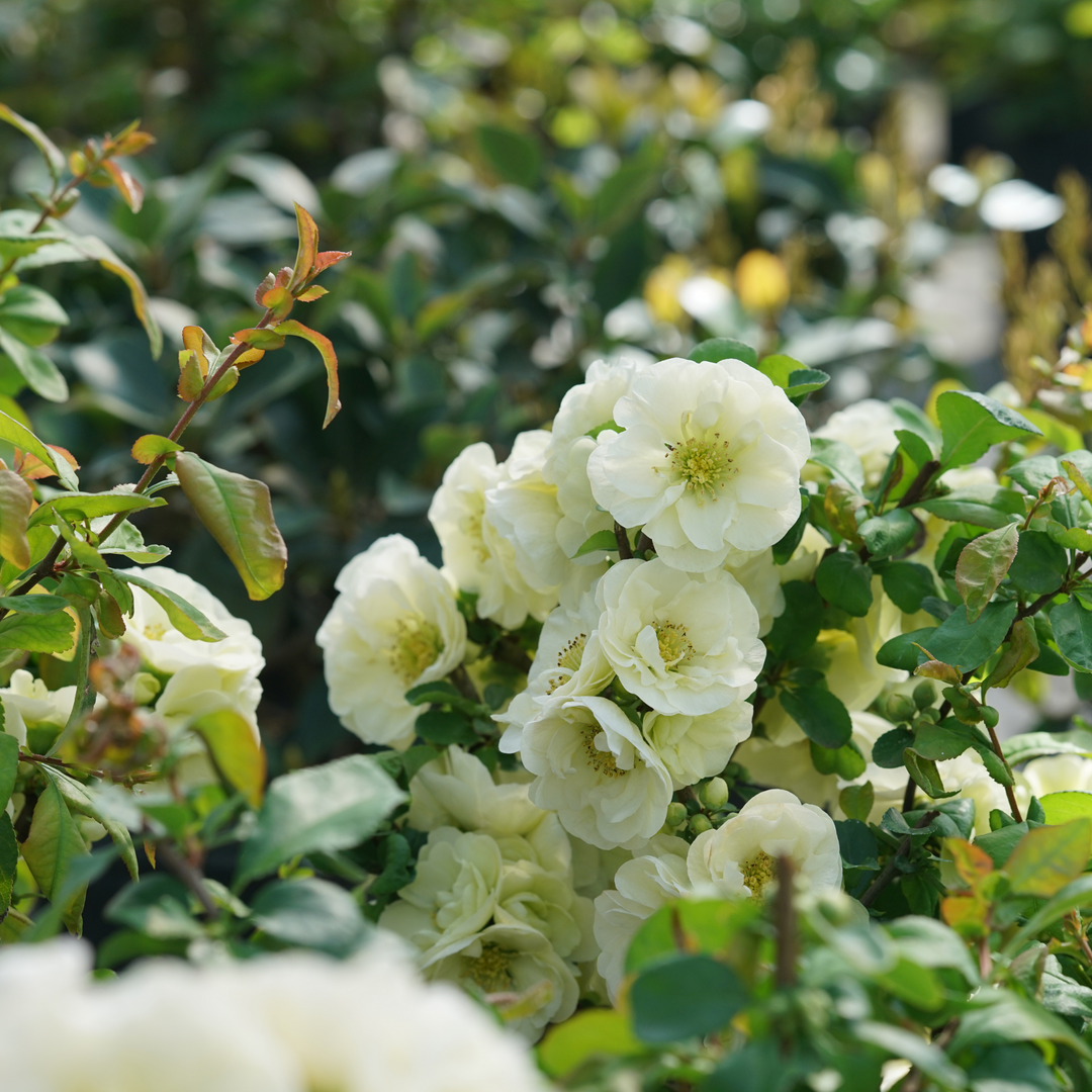 Double Take Eternal White® Quince (Chaenomeles speciosa)