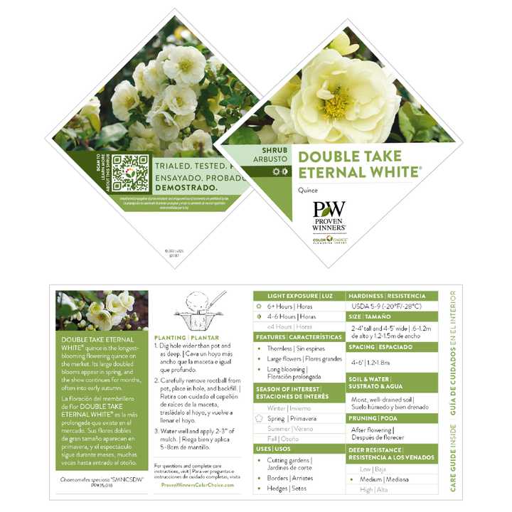 Double Take Eternal White® Quince (Chaenomeles speciosa)