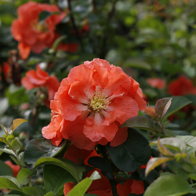 Double Take Peach Quince up close.