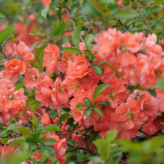 Double Take® Peach Quince (Chaenomeles speciosa)
