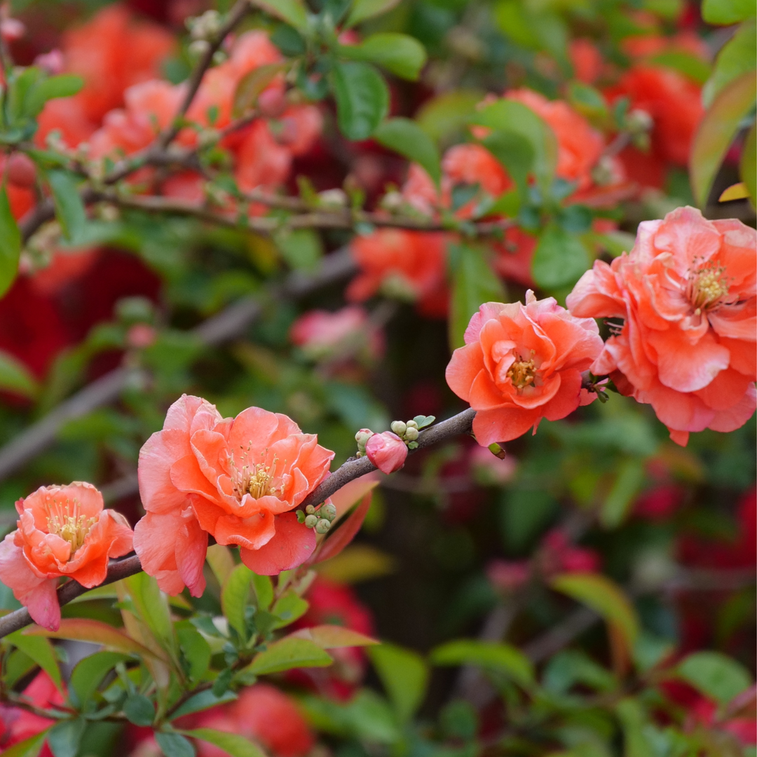 Quince | Double Take® Peach | Proven Winners® Shrubs – Proven