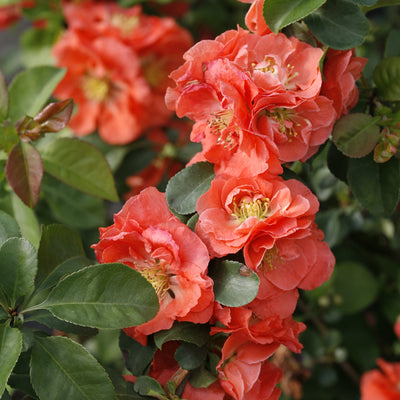 Double Take Peach Quince up close.