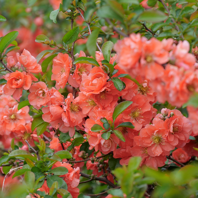 Double Take Peach Double Take Peach Quince up close.