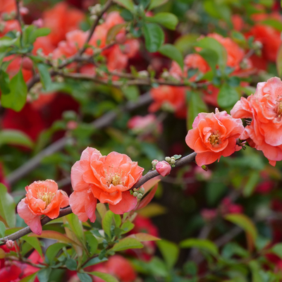 Double Take Peach Double Take Peach Quince up close.