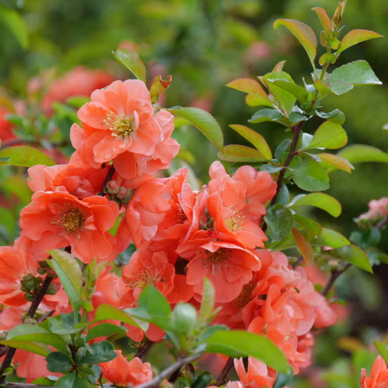 Double Take Peach Double Take Peach Quince up close.