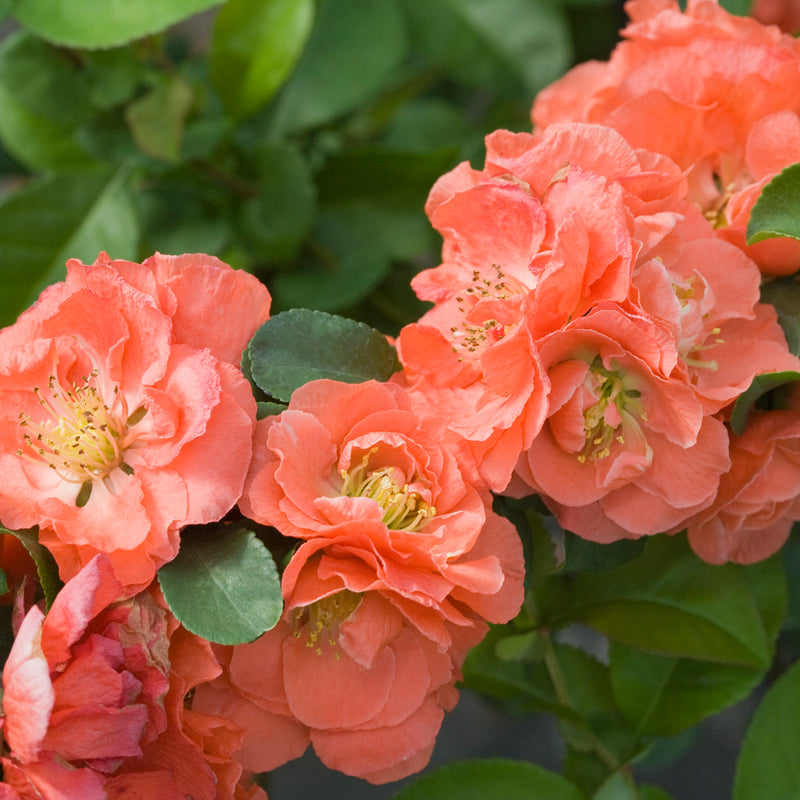 Double Take Peach Quince up close.