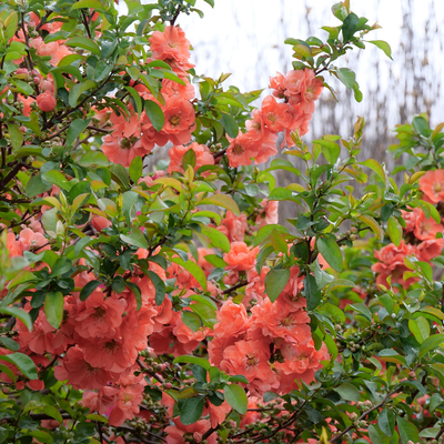 Double Take Peach Double Take Peach Quince in focus.