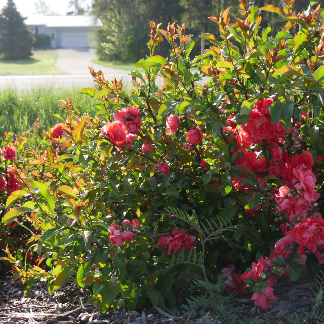 Quince | Double Take® Peach | Proven Winners® Shrubs – Proven