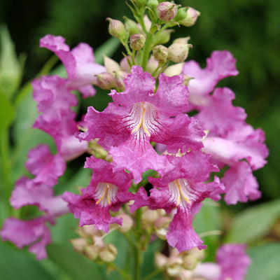 El Niño® Desert Orchid (Chitalpa)