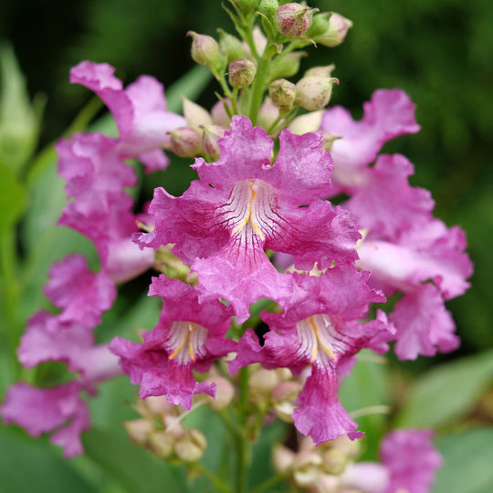 El Niño® Desert Orchid (Chitalpa)