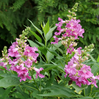 El Niño® Desert Orchid (Chitalpa)