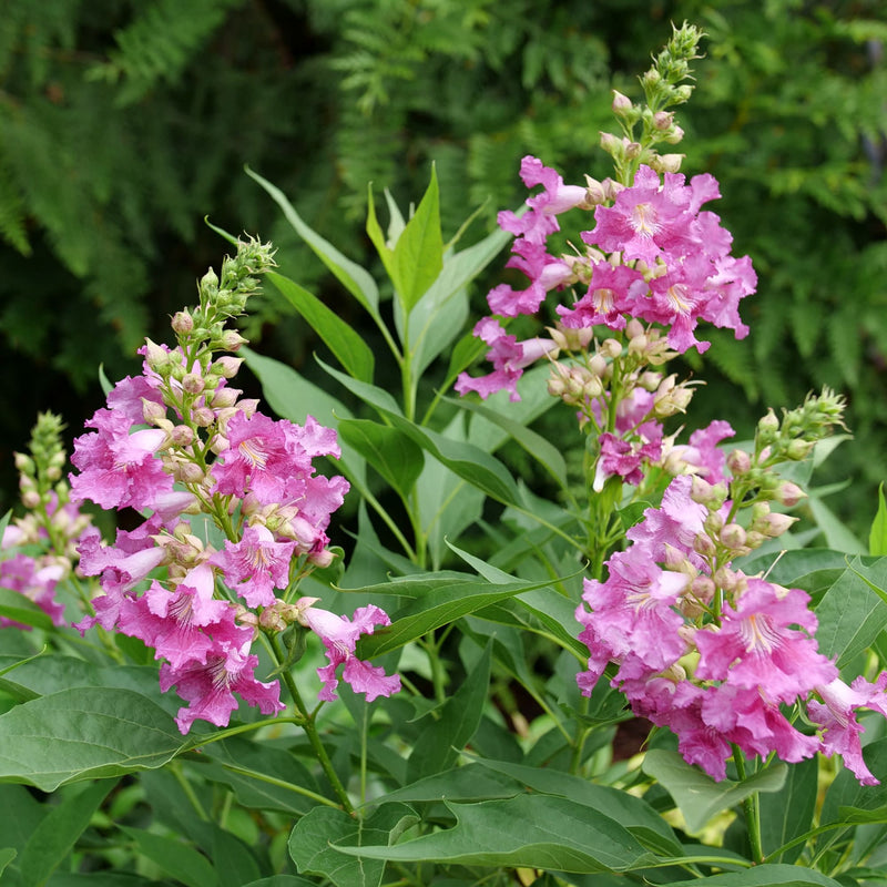 El Niño® Desert Orchid (Chitalpa)