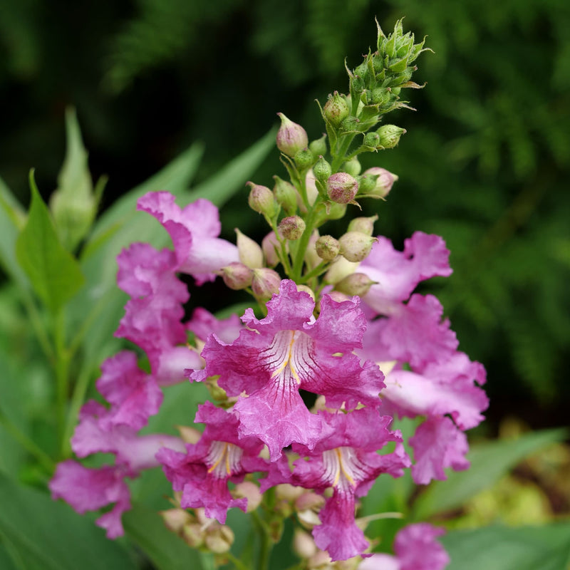El Niño® Desert Orchid (Chitalpa)