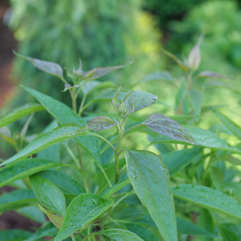 El Niño® Desert Orchid (Chitalpa)