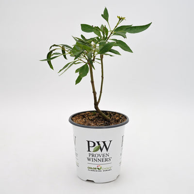 El Niño® Desert Orchid (Chitalpa)