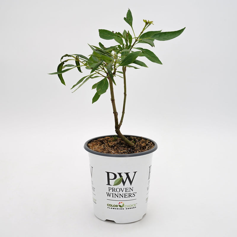 El Niño® Desert Orchid (Chitalpa)