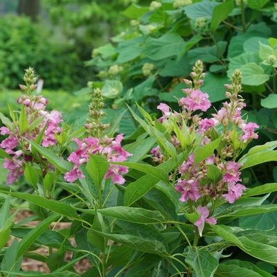 El Niño® Desert Orchid (Chitalpa)