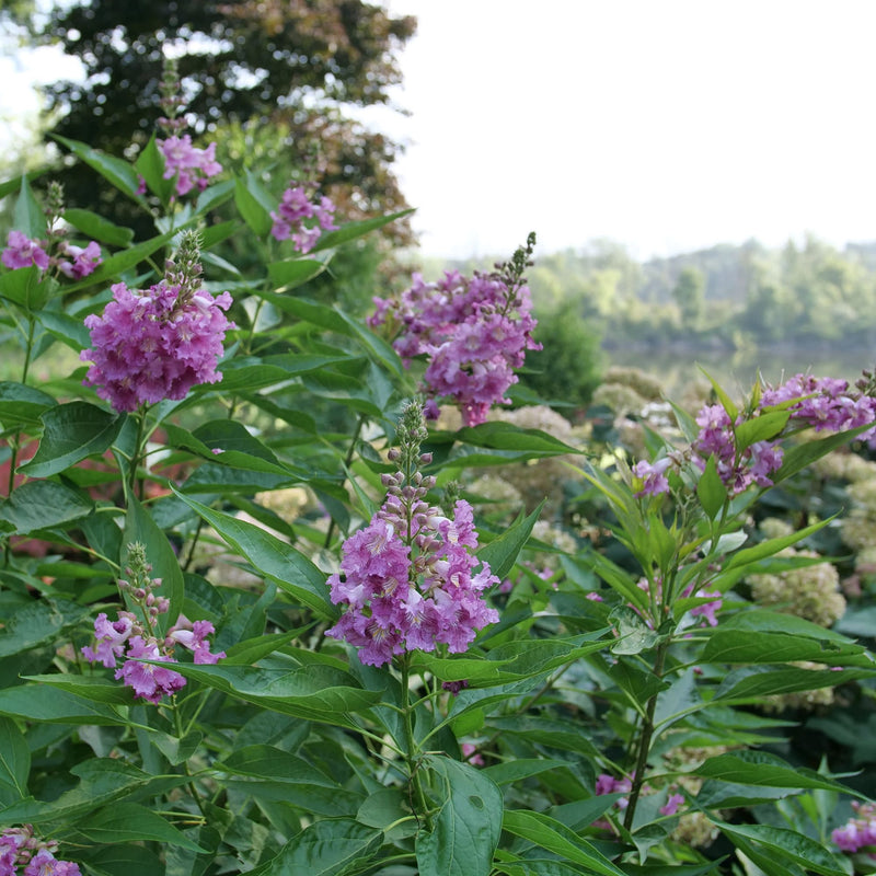 El Niño® Desert Orchid (Chitalpa)