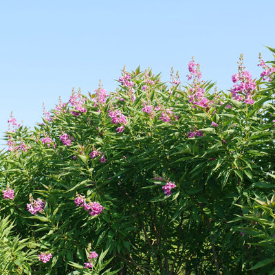 El Niño® Desert Orchid (Chitalpa)