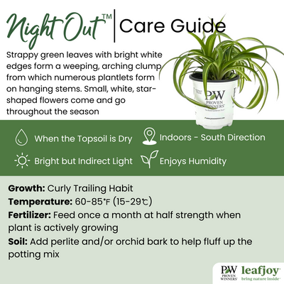 leafjoy® Urban Arches™ Night Out™ Spider Plant detailed care information.