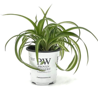 leafjoy Urban Arches Night Out Spider Plant in container.